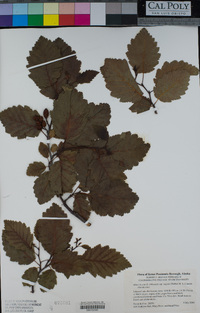 Alnus incana image