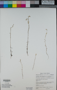 Micropus californicus var. californicus image
