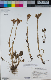 Packera pseudaurea image