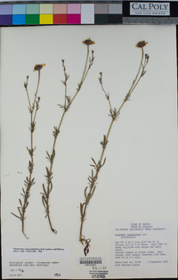 Image of Dyssodia tagetiflora