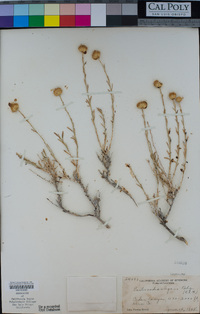 Eastwoodia elegans image