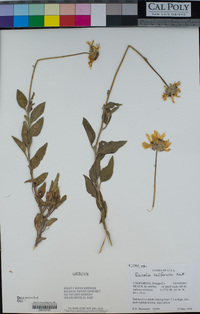 Encelia californica image