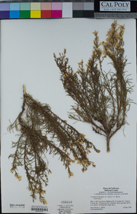 Ericameria bloomeri image