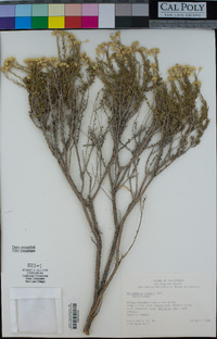 Ericameria cooperi image