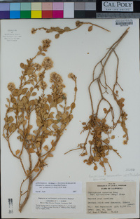 Ericameria cuneata image