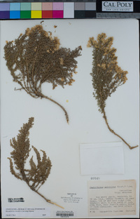 Ericameria ericoides image