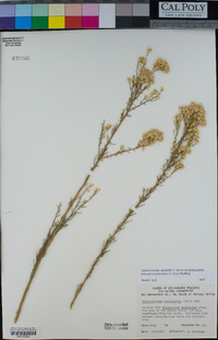 Ericameria paniculata image