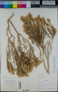 Ericameria teretifolia image