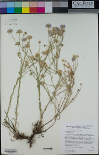 Erigeron divergens image