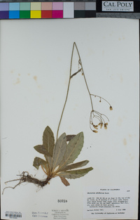 Hieracium albiflorum image