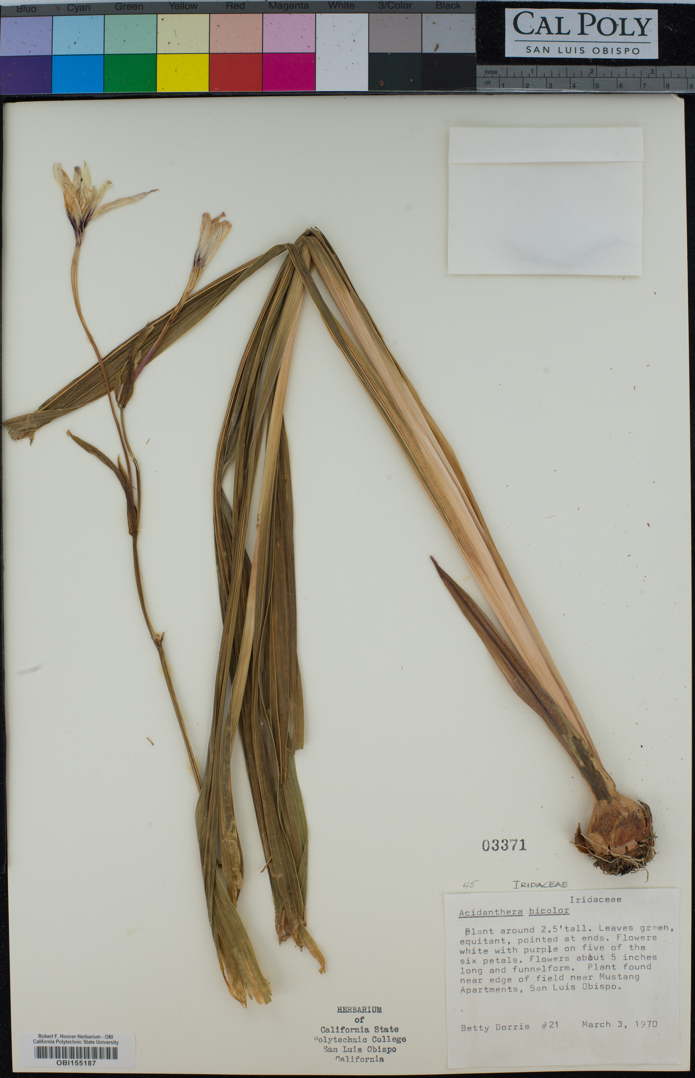 Gladiolus murielae image