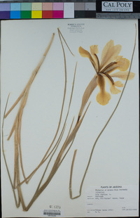 Image of Iris xiphium