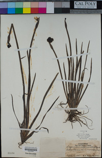 Sisyrinchium californicum image