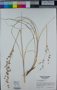 Juncus macrophyllus image