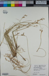 Juncus mexicanus image