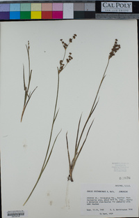 Juncus saximontanus image