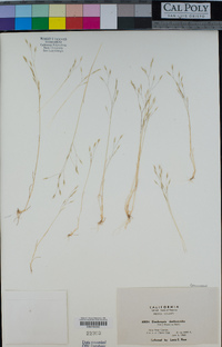 Deschampsia danthonioides image