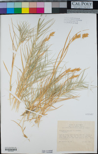 Distichlis spicata image