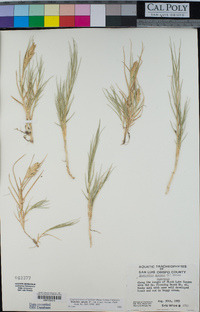 Distichlis spicata image