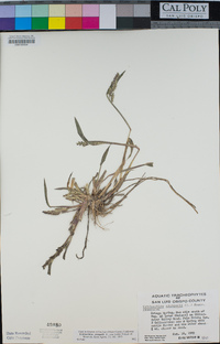 Echinochloa crus-galli image