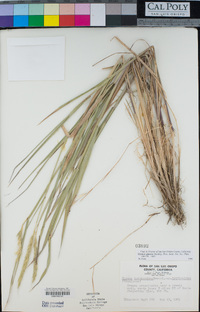 Elymus glaucus image