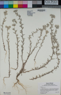 Logfia filaginoides image