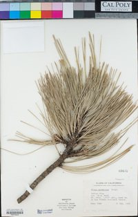 Pinus ponderosa image