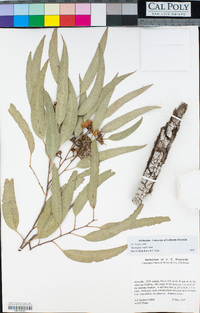 Eucalyptus rudis image