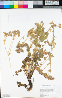 Horkelia fusca var. pseudocapitata image