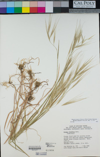 Bromus diandrus image