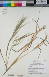 Bromus diandrus image