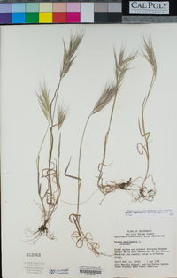 Bromus madritensis image