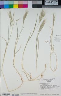 Bromus madritensis image