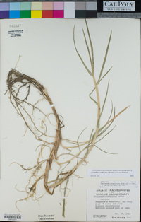Pennisetum clandestinum image