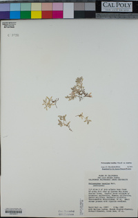Psilocarphus tenellus image