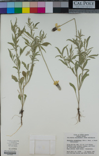 Ratibida columnifera image