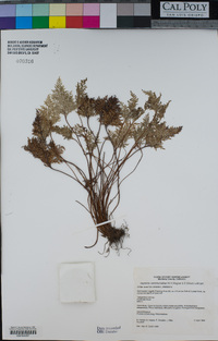 Aspidotis carlotta-halliae image