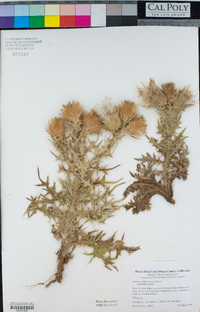 Cirsium vulgare image