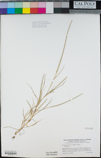 Hainardia cylindrica image