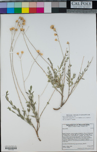 Image of Monardella eplingii