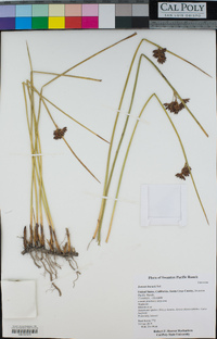 Juncus lescurii image