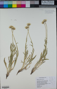 Erigeron eatonii image