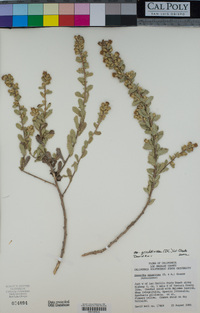 Hazardia squarrosa var. grindelioides image