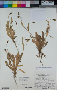 Hedypnois rhagadioloides image