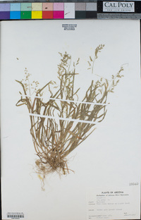 Poa annua image