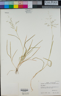 Poa annua image