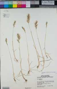 Poa bulbosa image