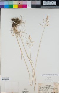 Poa pratensis image