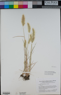 Polypogon monspeliensis image