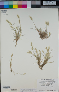 Polypogon monspeliensis image